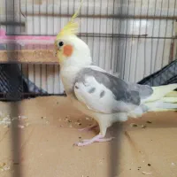 عروس هلندی