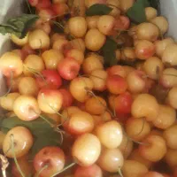 گیلاس|خوردنی و آشامیدنی|ارومیه, |دیوار