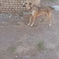 سگ آدمی شدید