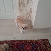 سگ خانگی ماده  معاوزه هم مکنیم