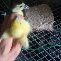جوجه اردک خارجی