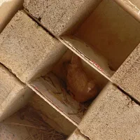 یک جفت کبوتر خوب با تخم