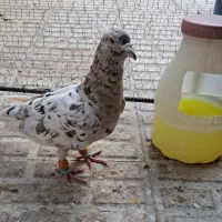 سرکه ایی هفترنگ نر