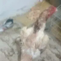 مرغ لاری اوشامو آلمانی معاوضه با لاری یا بوقلمون