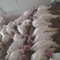 بوقلمون گوشتی