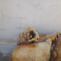 قوچ بختیاری