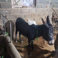 الاغ شیری