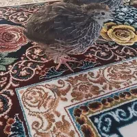 بلدرچین سالم و درشت،دم تخم