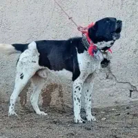واگذاری سگ‌نر جهت نگهبانی و گله