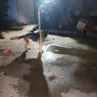 کیانشهر
