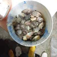 حلزون باغی|خزنده|پرهسر, |دیوار