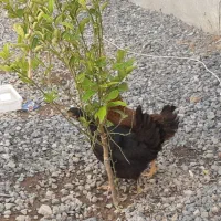 فروش تعدادی جوجه ۴ماه و مرغ تخم گذار خروس