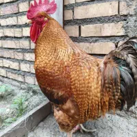 خروس