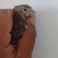 جوجه سهره قناری
