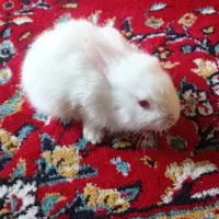 خرگوش|موش و خرگوش|فسارود, |دیوار