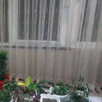 پرده پذیرایی