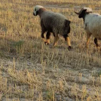 سلام گوسفند درجه یک