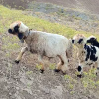 بره چاق