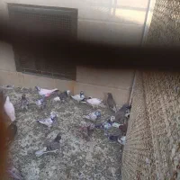 کفتر