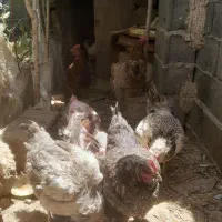 تعداد ۱۰ عدد مرغ  یکجا بفروش میرشد