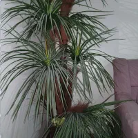 درختچه