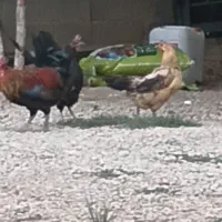 مرغ و‌خروس‌