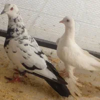 کبوتر