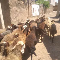 میش داشتی شیرەدار