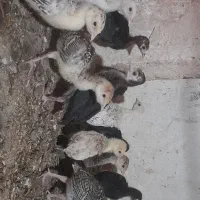 جوجه بوقلمون و جوجه لاری همه رقم