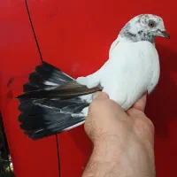 کفتر جوجه پرشی (گرفتنی بلندی)