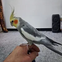 عروس هلندی نر سخنگو