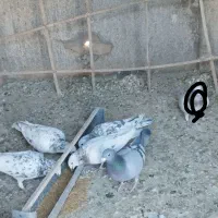 کبوتر هفت رنگ