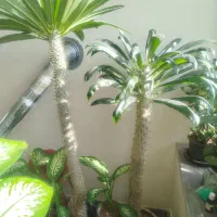 کاکتوس ماداگاسکار