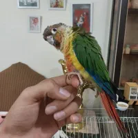 گرینچیک 8 ماه باه قفس لوازم کامل رام رام دستی