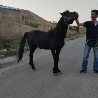 اسب نر
