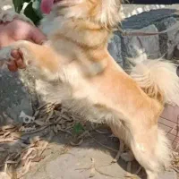 سگ پامرا