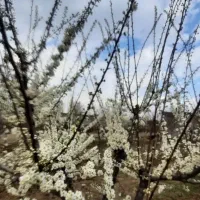 فروش زمین