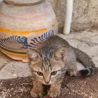 واگذاری گربه