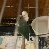 طوطی برزیلی نر و ماده با قفس و امکانات