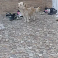 پاکوتاه مادع