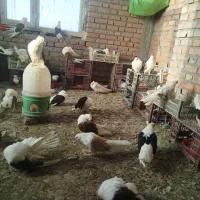 کوتر یا کبوتر