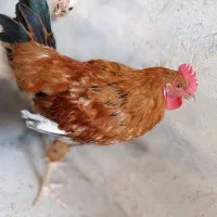 خروس ومرغ
