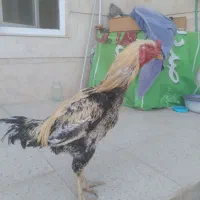 خروس لاری ۱ساله