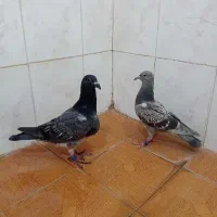 پرنده