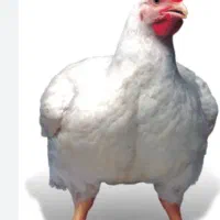تلفات مرغ