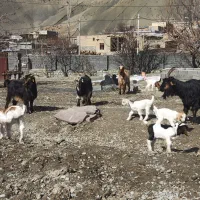 بز بختیاری زاییده اصلاح شده بوئر