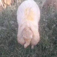 ورن سنجابی اصیل دو شیره