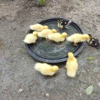 جوجه اردک اسرائیلی