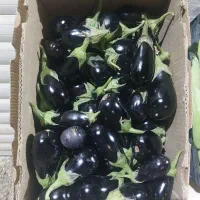 بادمجان امروز فقط ۵۰