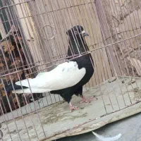 سینه ای|پرنده|چرام, |دیوار